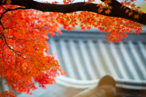 Toit- au Japon à côté de l'arbre